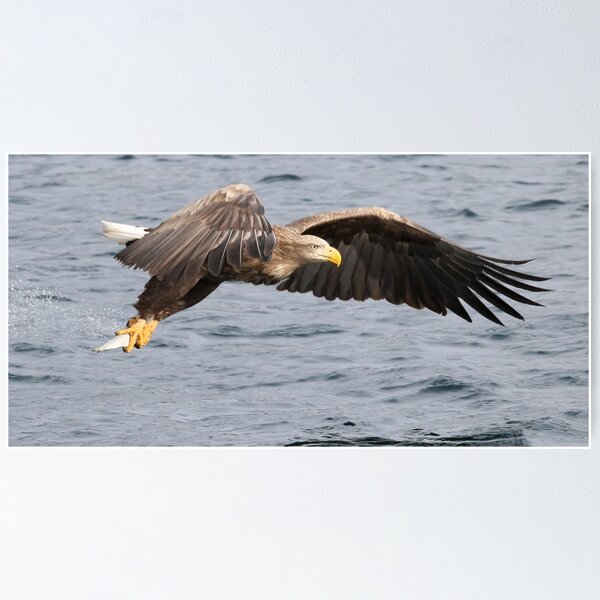 Item preview, NIce catch! designed and sold by Marion Joncheres.