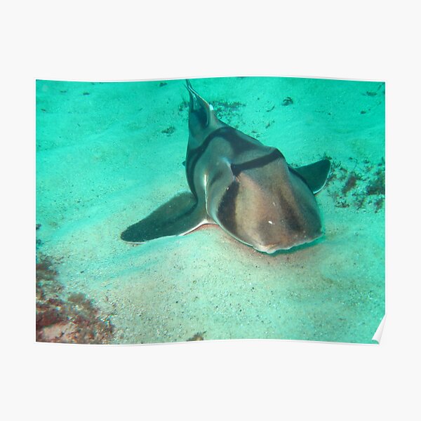PORT JACKSON SHARK Poster