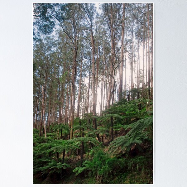 Item preview, Yarra Ranges National Park designed and sold by Ozjanette90.