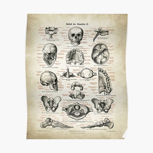Antique Anatomy Poster