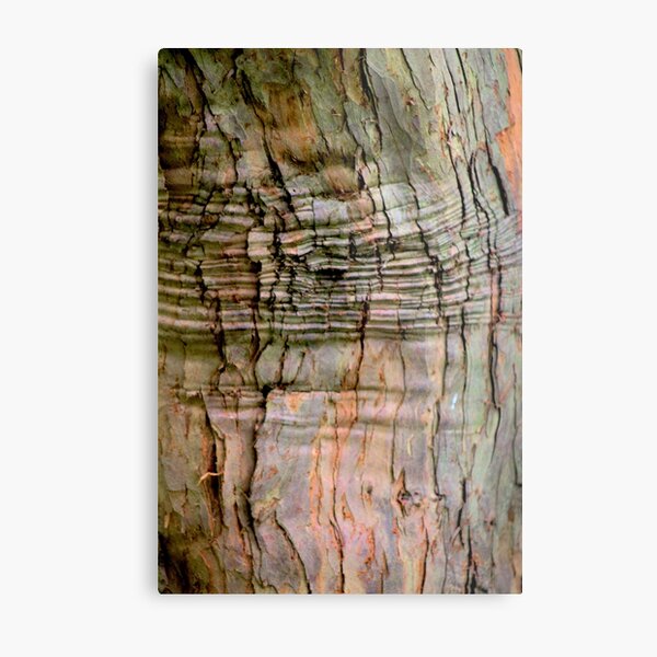 Yew tree bark texture Metal Print