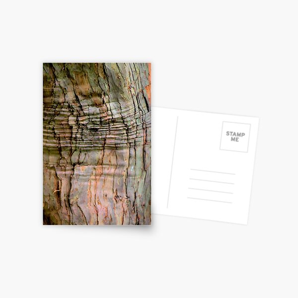 Yew tree bark texture Postcard