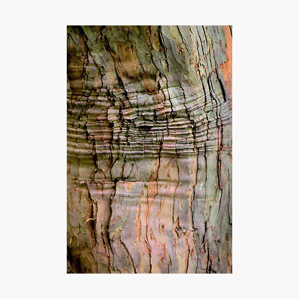Yew tree bark texture Photographic Print