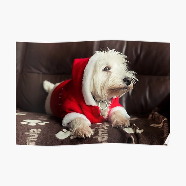 westie xmas