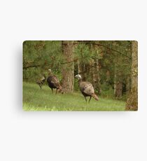 Holy Hill Turkeys Canvas Print