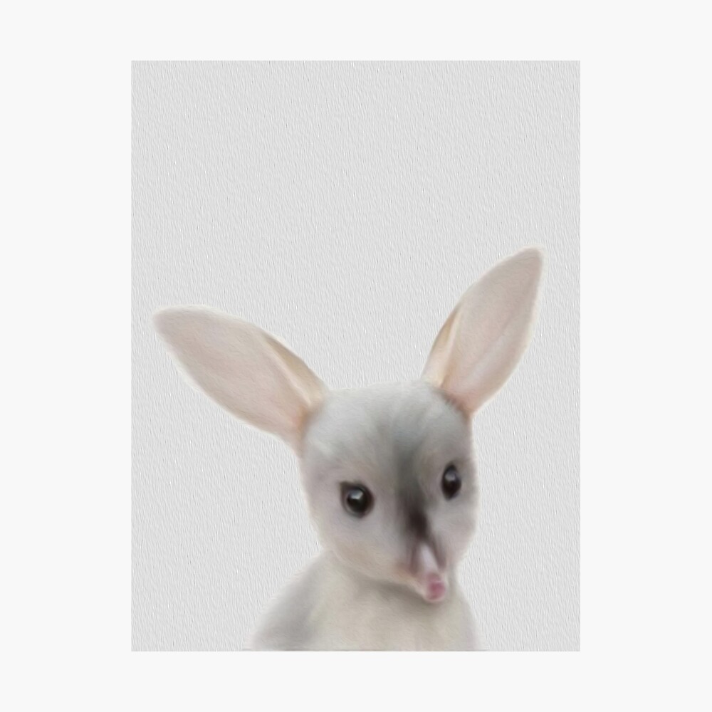 Bebé Bilby Animales tiernos Arte gráfico Póster