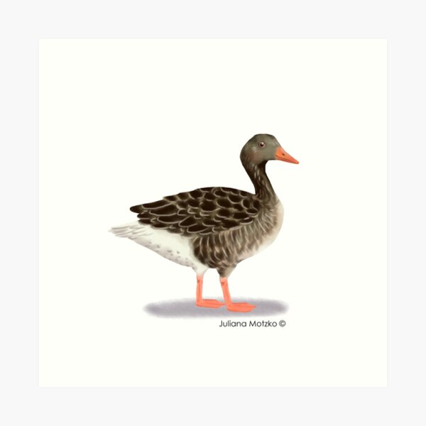 Goose Art Print