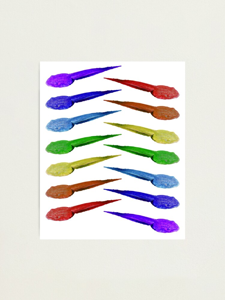 Alternate view of Rainbow Tadpoles Photographic Print