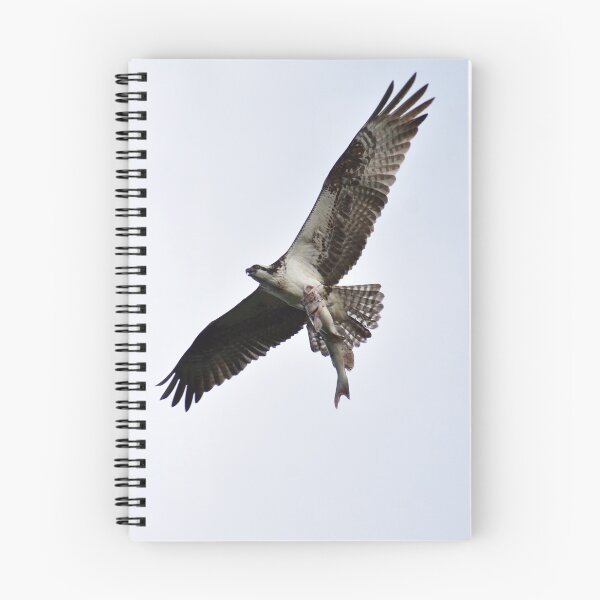 Item preview, Osprey Got Dinner designed and sold by Jackthehare.