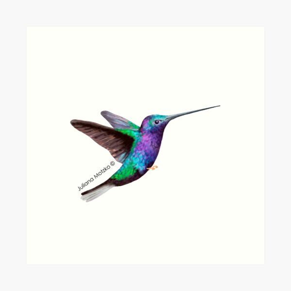 Hummingbird Art Print