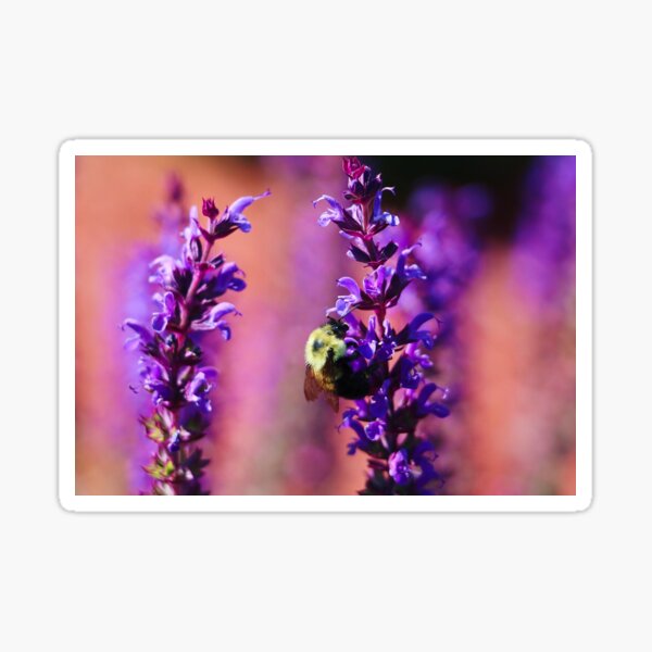 Bumble Bee Sticker