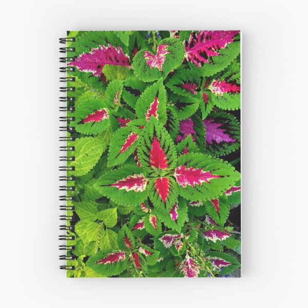 Item preview, Coleus  designed and sold by jianjiphoto.