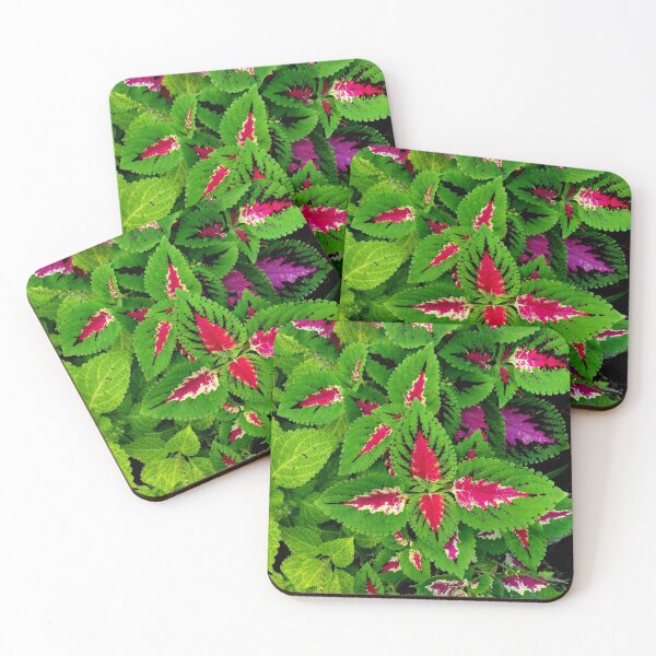 Item preview, Coleus  designed and sold by jianjiphoto.