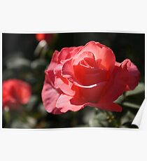 My Rose Poster