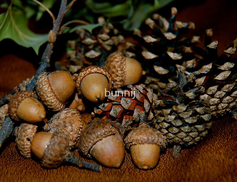 "Acorns and Pine Cones" by bunnij Redbubble