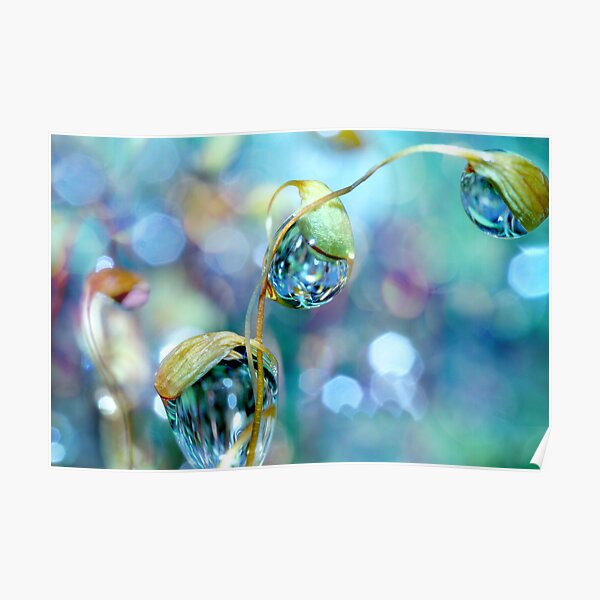 Rainbow Moss Drops Póster