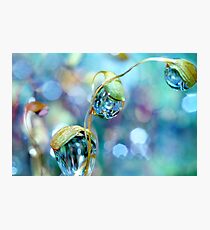 Rainbow Moss Drops Photographic Print