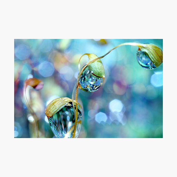 Rainbow Moss Drops Photographic Print