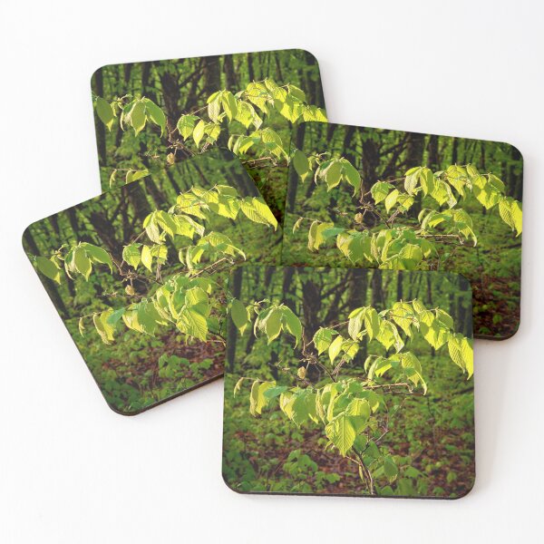 Item preview, Sunlit Sapling designed and sold by LynyrdSky.