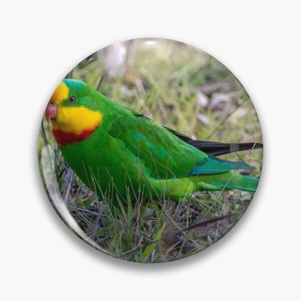 Item preview, Superb Parrot designed and sold by Luke Foster.