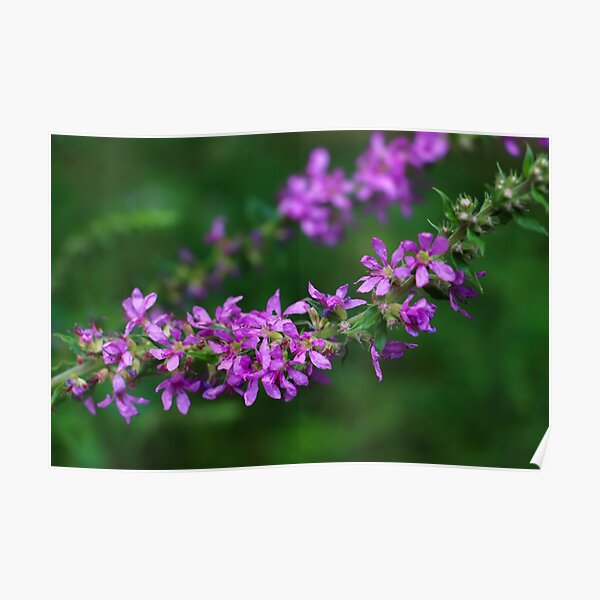 Purple Flowers Poster