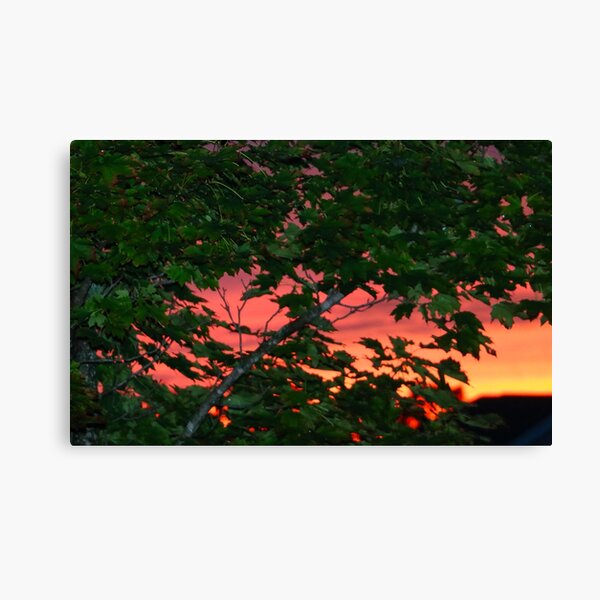 Sunset Between Leaves Canvas Print
