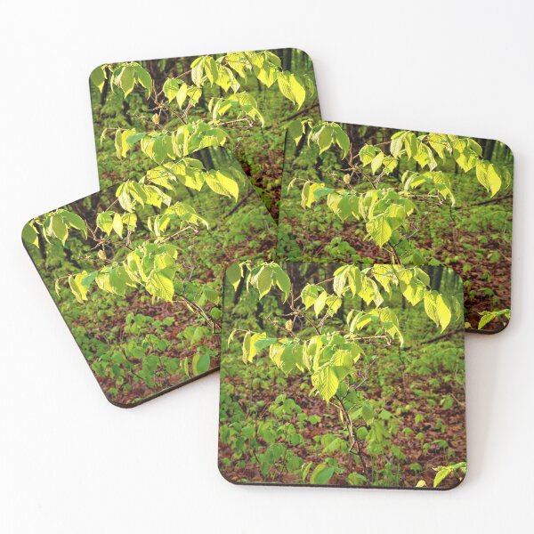 Item preview, Sunlit Sapling 2 designed and sold by LynyrdSky.