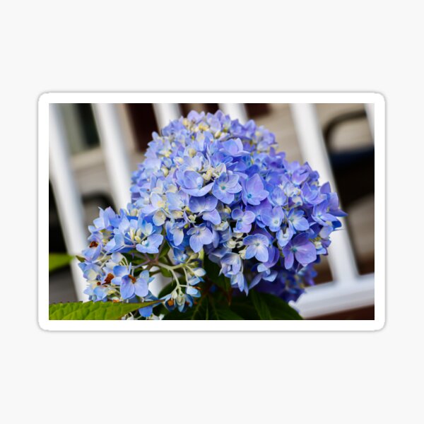 Blue Hydrangea Sticker