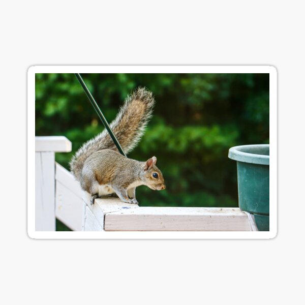 Squirrel  Sticker