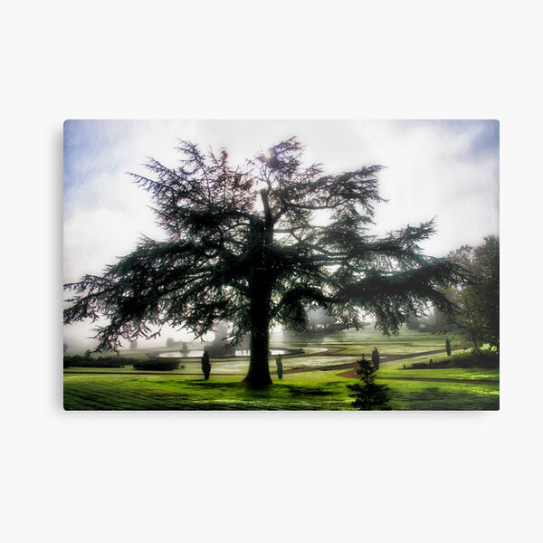 Tree Dreams Metal Print