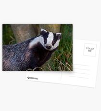 Curious Badger Postcards