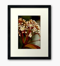 DOF Framed Print