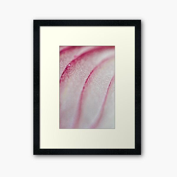 Item preview, 275- 365 ONION  designed and sold by Nina  Matthews Photography.