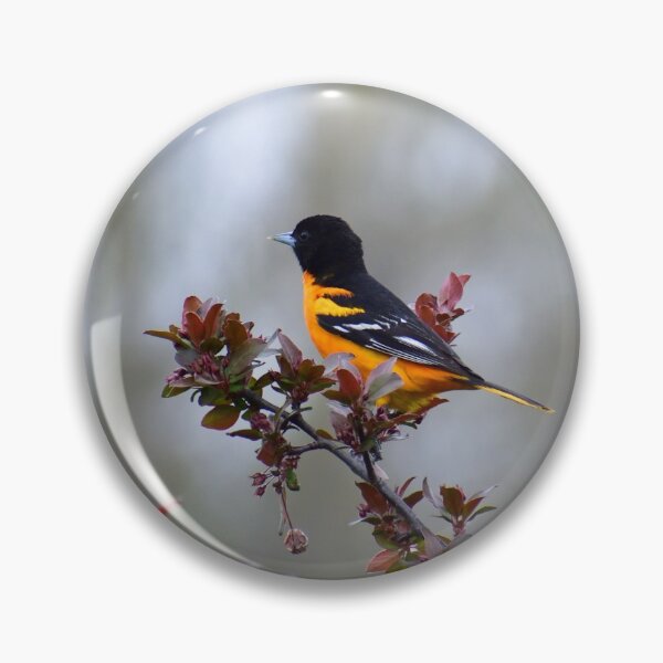 Item preview, Oriole Singing designed and sold by Jackthehare.