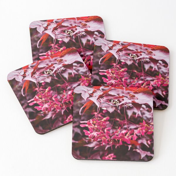 Item preview, Japanese Maple with fuschia samaras designed and sold by jeliza.