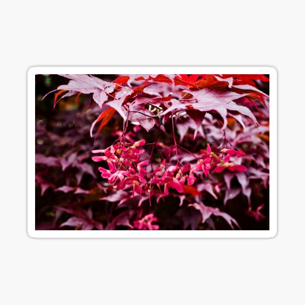 Japanese Maple with fuschia samaras Sticker