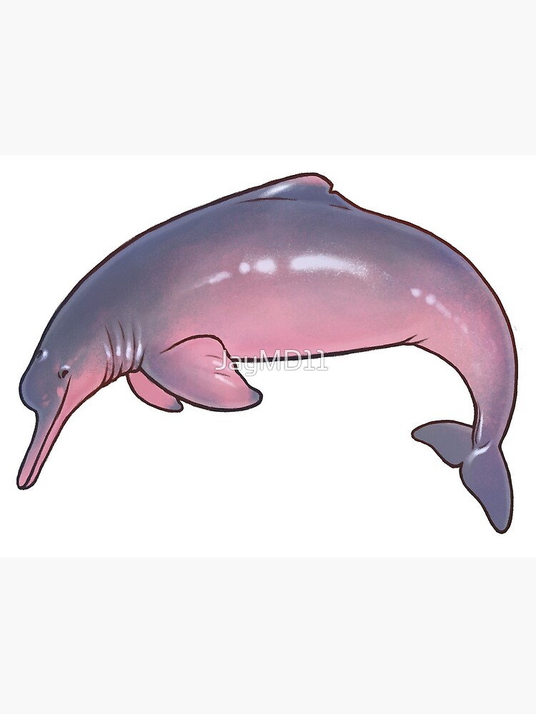 Amazon River Dolphin Greeting Card By Jaymd11 Redbubble