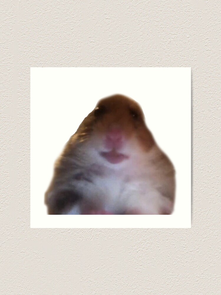 facetime hamster