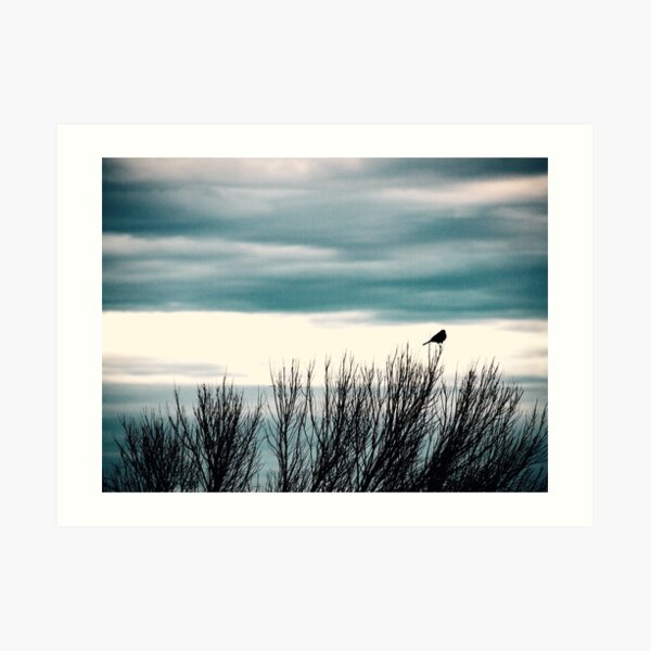 Little Bird, Bird Art, Bird Photography Art Print