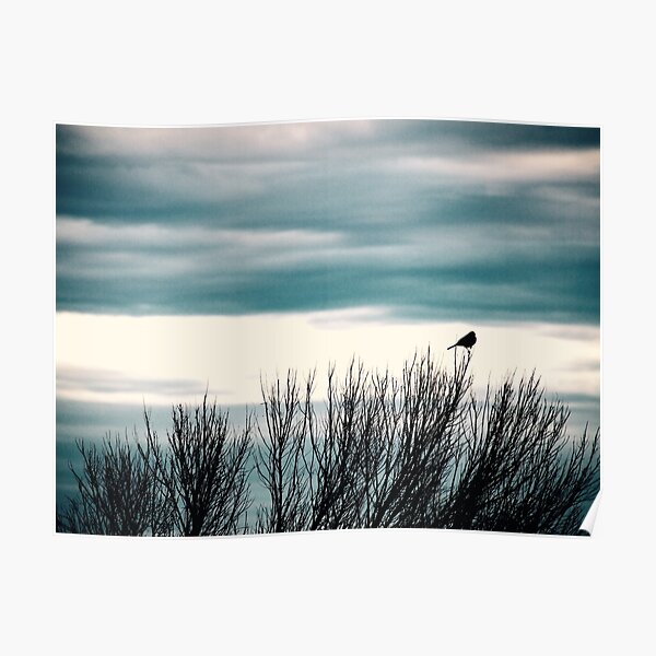 Little Bird, Bird Art, Bird Photography Poster