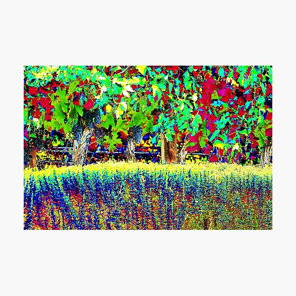 Vineyard Art, Colourful Graphic Photographic Print