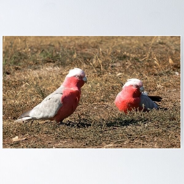 Item preview, silly galahs designed and sold by Kristie Richmond.