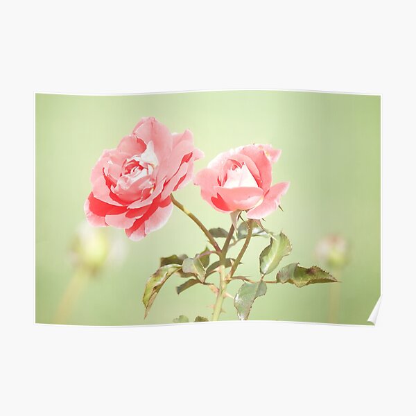 Retro Rose Photo, Flower Art Poster