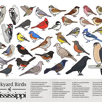 Artwork thumbnail, Mississippi - Backyard Birds of Mississippi Field Guide Print - Bird Art Print - BirdsandFriends.co by BirdsandFriends