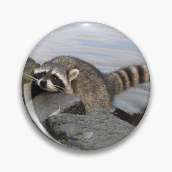 Item preview, hi have any food for a hungry raccoon? designed and sold by RichImage.