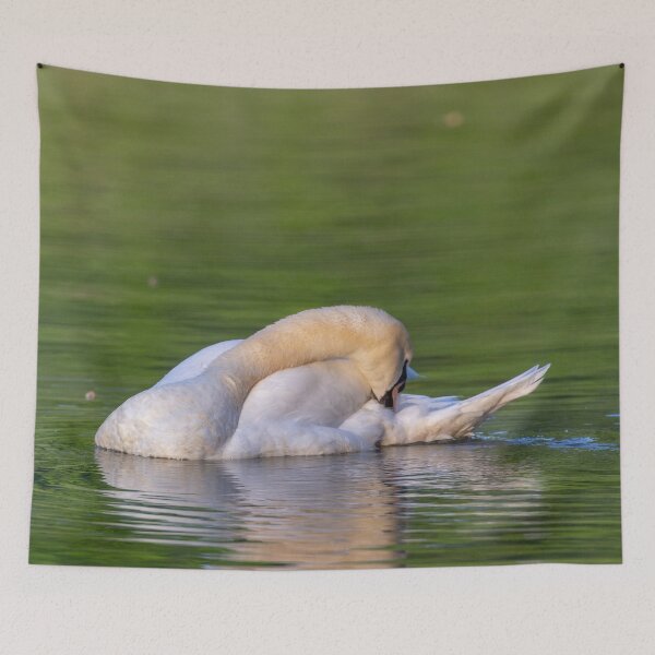 Item preview, Mute swan in the early morning light designed and sold by Dalyndigital Photography.