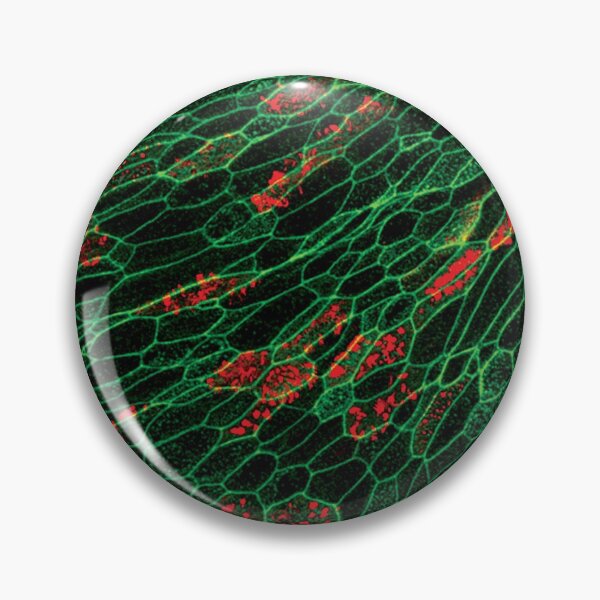 Item preview, Epithelial Lung Cells (unjammed) designed and sold by SarinaMitchel.