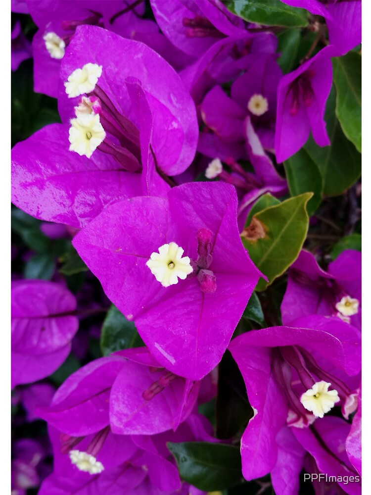 Bougainvillea Dark Magenta purple 