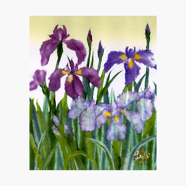 Irises Photographic Print