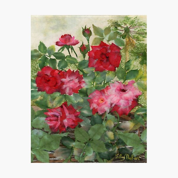 Lokelani Photographic Print
